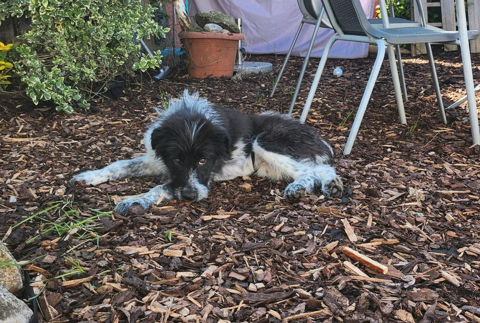 Vince sucht seine Dosenöffner ❤️ in Berg im Gau