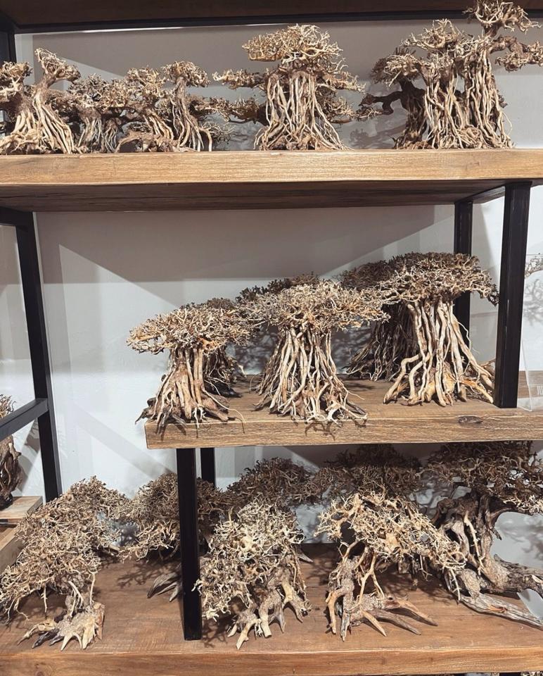 Scaping Bonsai Baum M-XL Aquarium Aquascaping Hardscape neu in Gladbeck