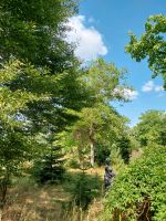 Brennholz, Holz selbermachen/ selberschlagen kostenlos Hessen - Gießen Vorschau