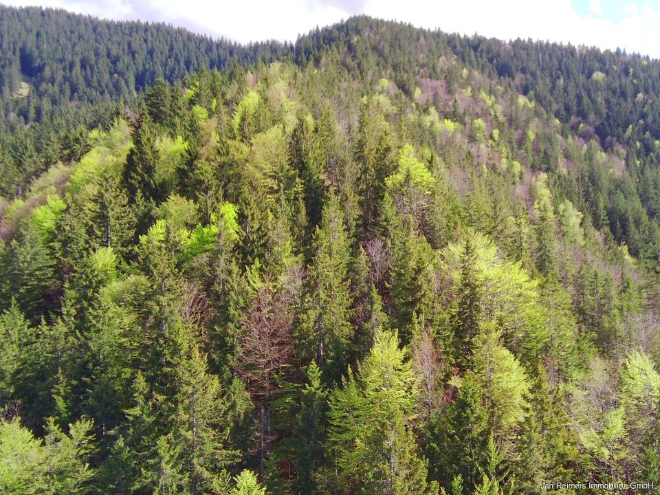 Werden Sie Waldbesitzer in einer der schönsten Regionen Deutschlands - Privatwald in Rottach-Egern