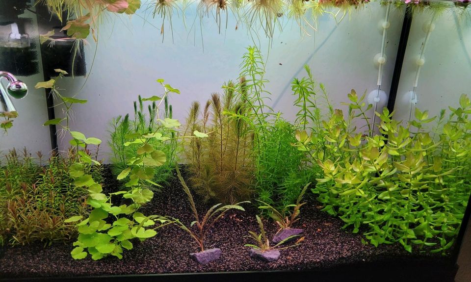 27x Aquarium Pflanzen Paket Hornkraut Wasserpest Froschbiss rotal in Bonn