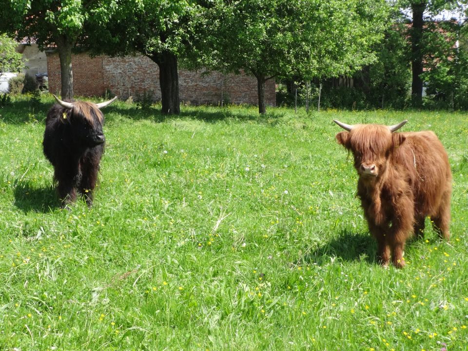 Zwei Highland Cattle schottische Hochlandrinder, weibl. Absetzer in Altomünster