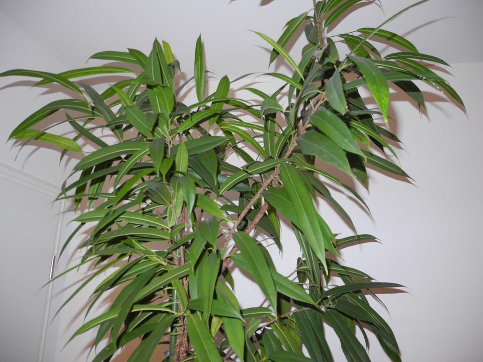 Zimmerpflanze Ficus Alii Gummibaum im Hydrokultur Topf, 2,50 m in Mainz