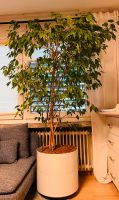 Riesig große und  breite Zimmerpflanze Im Topf mit Rollen Saarland - Saarlouis Vorschau