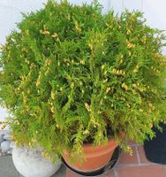 Kugelthuja 15€ Baden-Württemberg - Gerabronn Vorschau