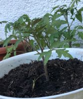 Tomatenpflanzen Bayern - Olching Vorschau