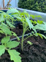 Tomate Pflanzen sehr gute Sorte Ocksen Herz Schleswig-Holstein - Flensburg Vorschau