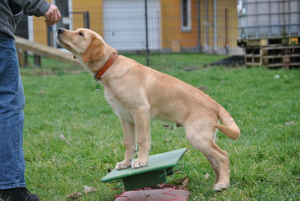 Welpenkurs - Früherziehung & Sozialisierung inkl.Hundepension in Großbeeren