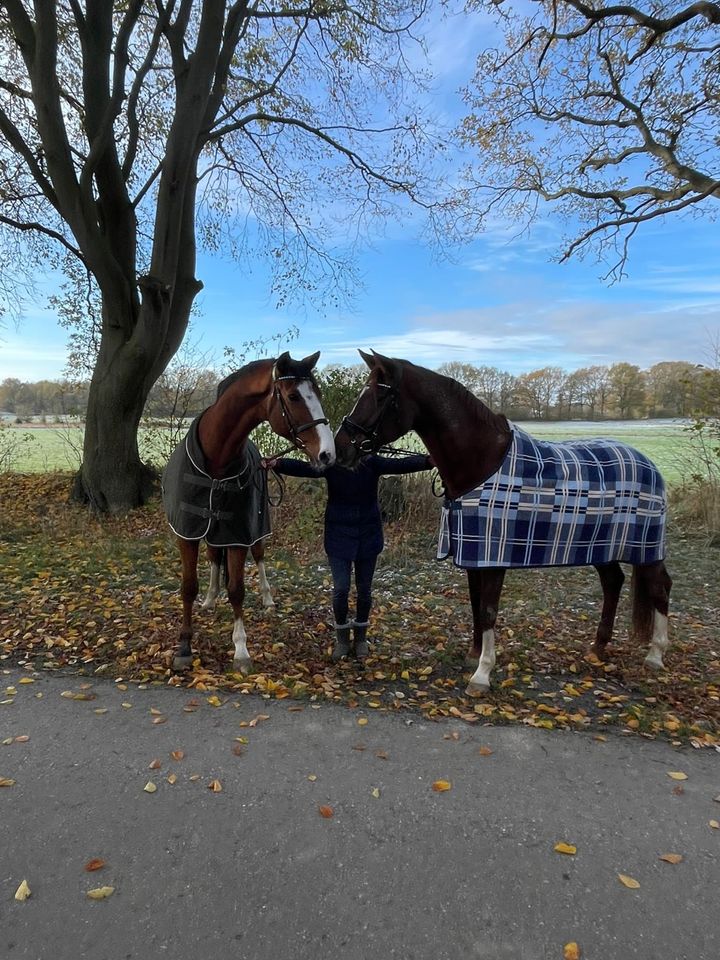 Reitbeteiligung (Pferd sucht Reiter) in Nienwohld