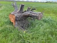 Nussbaumwurzel Walnuss Wurzelstock Bayern - Abtswind Vorschau