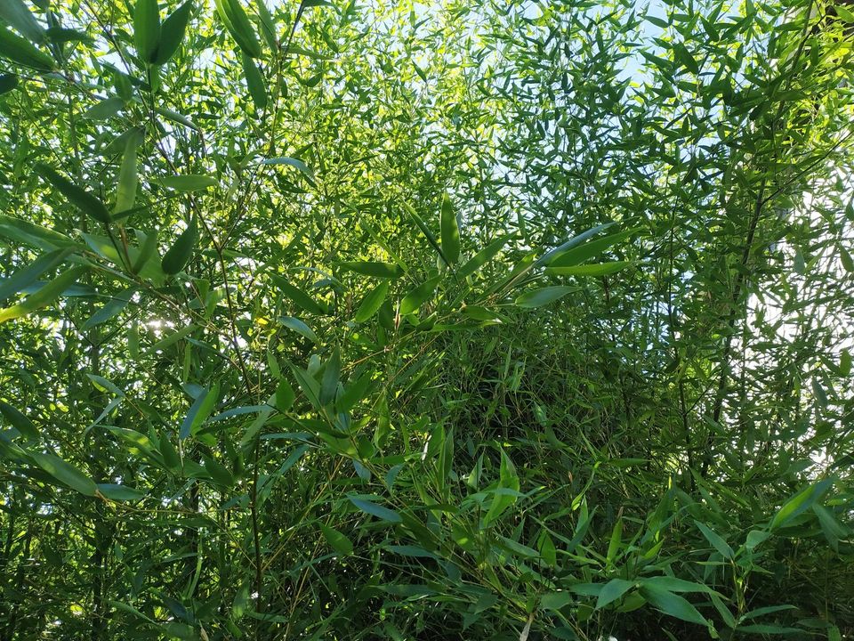 Bambus Pflanzen BambusHecke Hecke Bambusgras Sichtschutz in Ebsdorfergrund