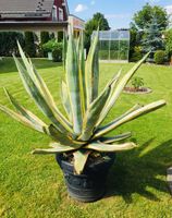 Große Agave mit Topf 1m Sachsen - Frankenberg (Sa.) Vorschau