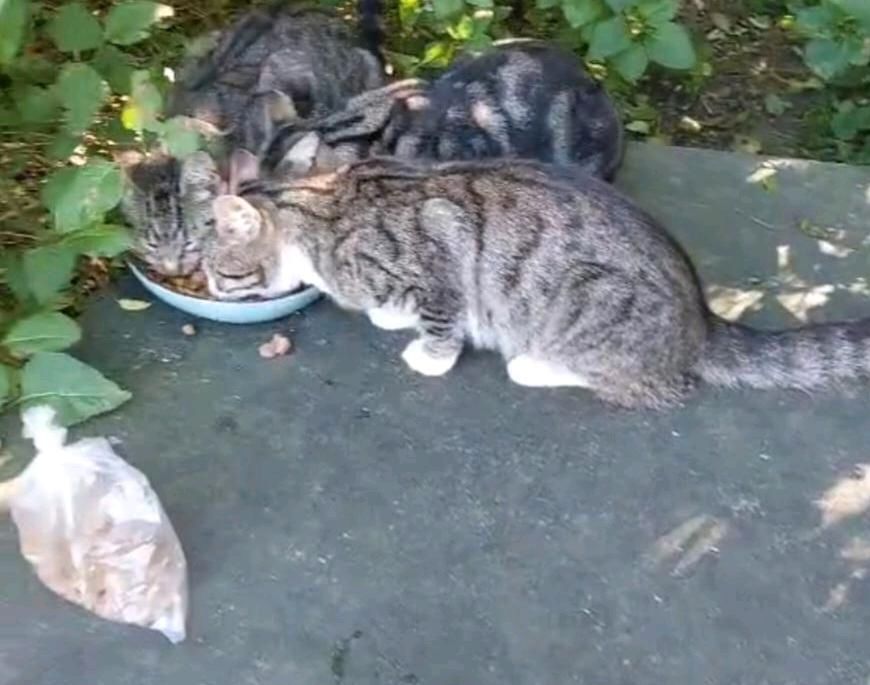 Katzenfutter für Streuner in Goldberg