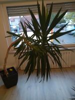 Riesen Palmlilie / Yucca Palme 25 Jahre alt Nordrhein-Westfalen - Vlotho Vorschau