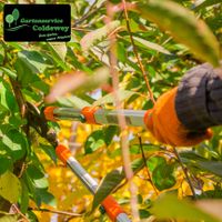 Fachgerechter Obstbaum-Schnitt Niedersachsen - Westerstede Vorschau