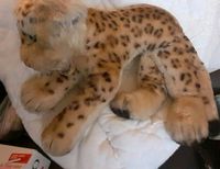 Eine kleine leopard pudel und katze Hessen - Oberursel (Taunus) Vorschau