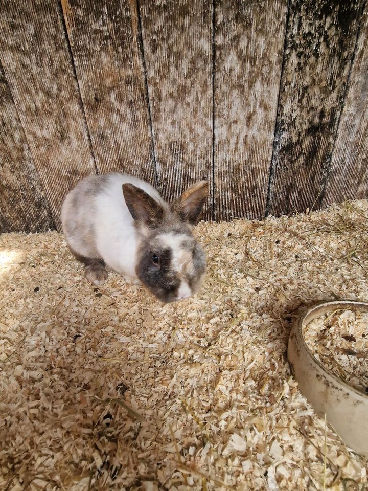 Zwei Kaninchen brüder in Gummersbach