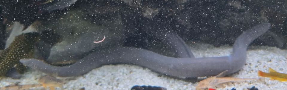 Schwimmwühle friedlich für jedes Becken ab 20cm SELTEN/Rarität in Essen