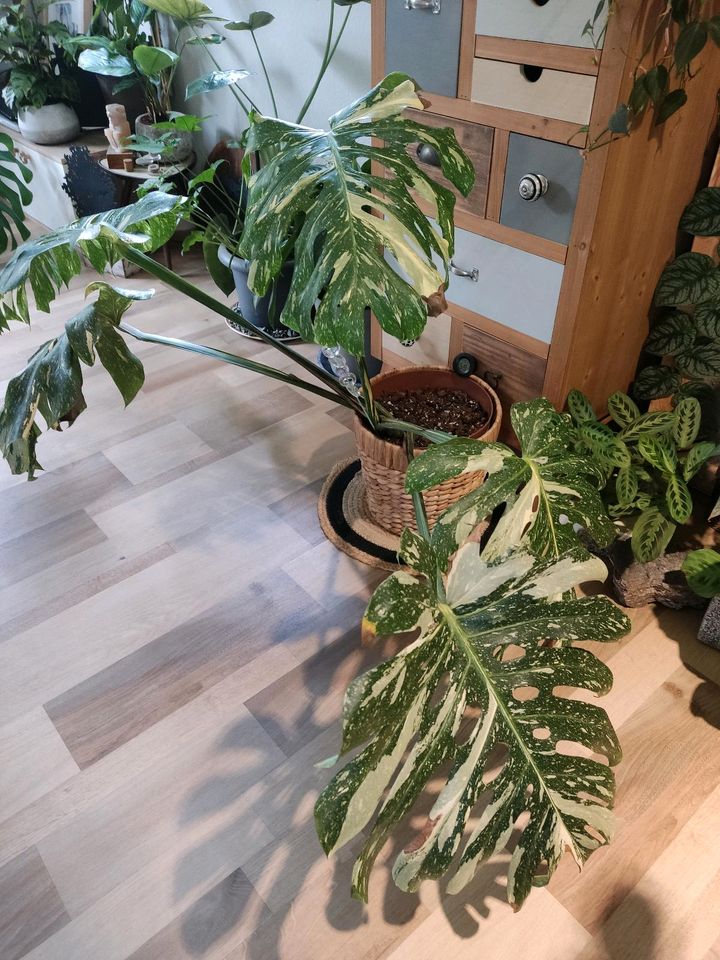 XXL Monstera Thai Constellation XXXL in Limburg