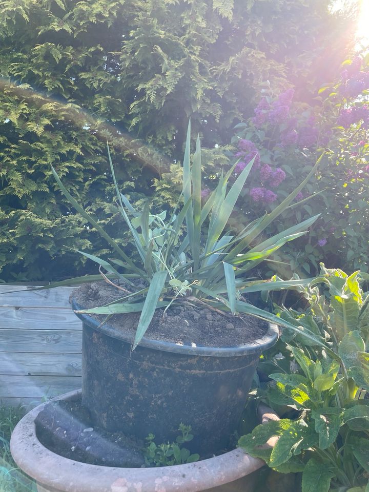 YUCCA filamentosa mit Bütt MUSS RAUS! Trockenheitstolerant in Bordesholm