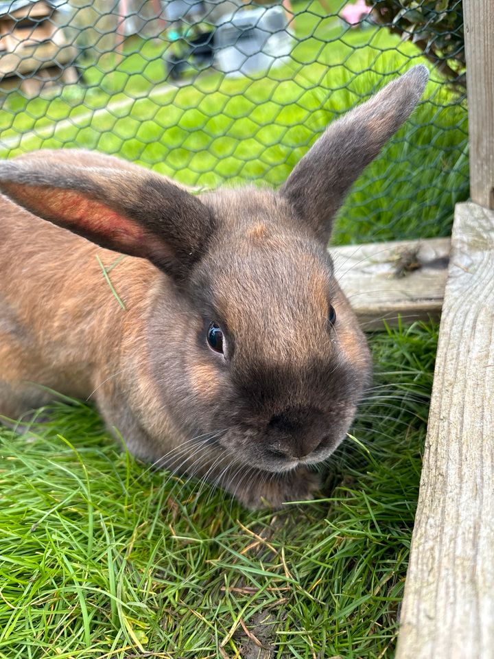 Kaninchen Mänchen in Katlenburg-Lindau