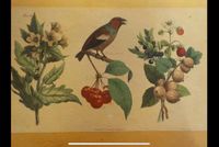 Lithographie, Botanik, Ornithologie, Zoologie, Pflanzen, Tiere Baden-Württemberg - Karlsruhe Vorschau