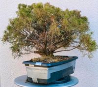 Wacholder Pre Bonsai - clump style - Mehrfachstamm - Floßform Baden-Württemberg - Ludwigsburg Vorschau