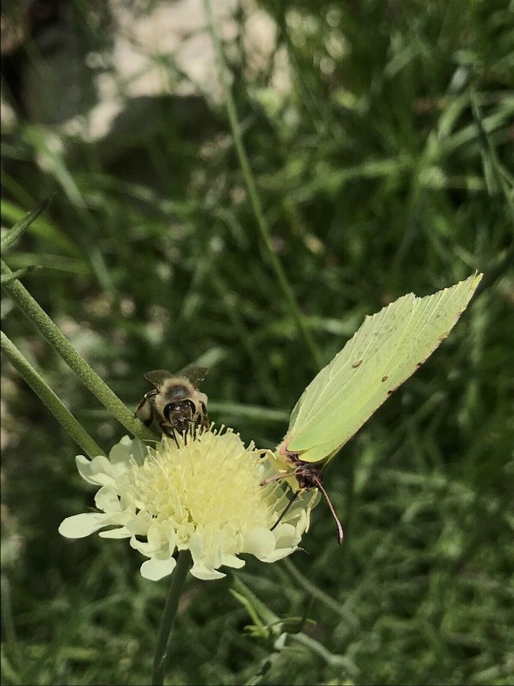 Wildstaudenbeet Nützlinge Bienen Hummeln Schmetterlinge Garten in Schwenningen