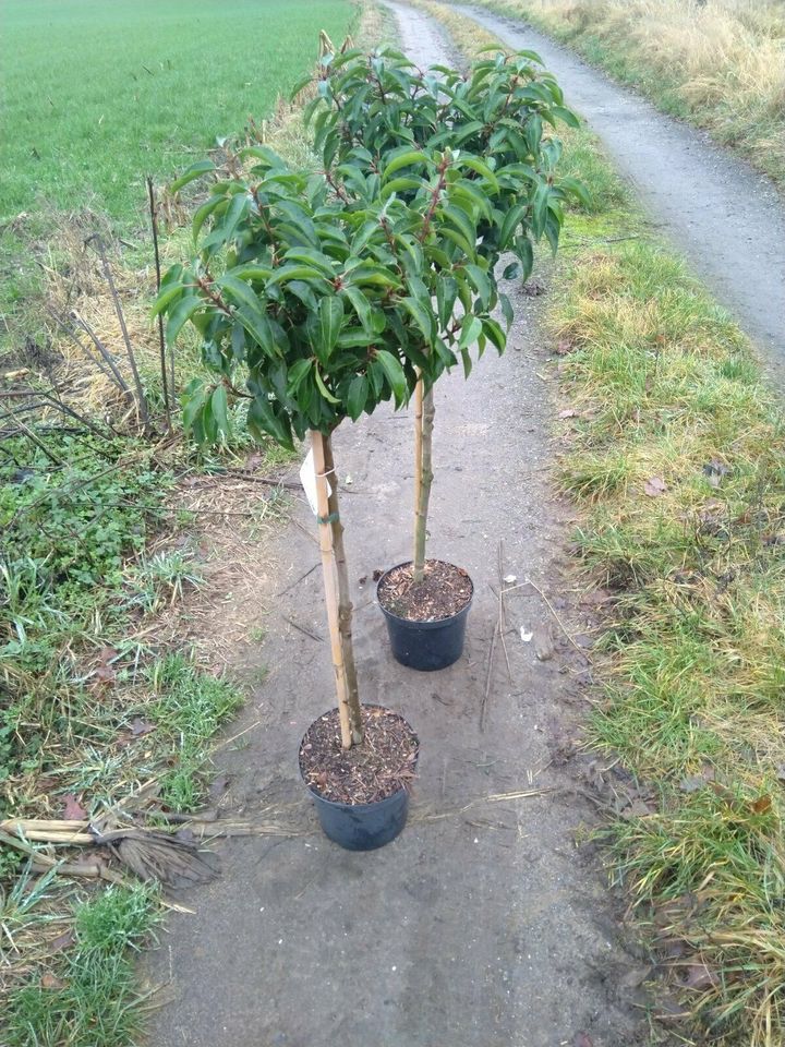 Portugiesischer kirschlorbeer Hochstamm / Prunus lusitanica in Bocholt