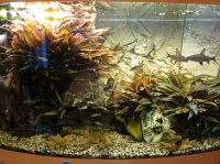 Aquarium Juwel Vision 450 Nordrhein-Westfalen - Beckum Vorschau