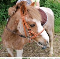 Pony trense Nordrhein-Westfalen - Kall Vorschau