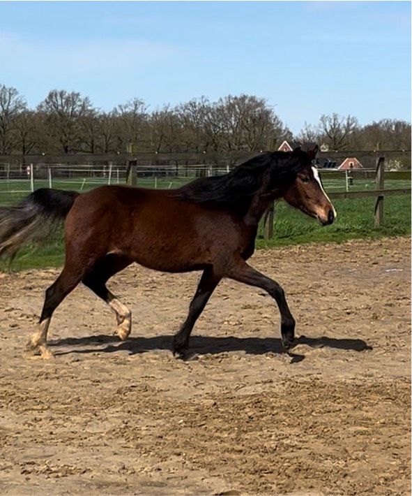 Deutsches Reitpony Stute in Rieste