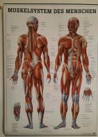 Anatomie Lernplakate Sachsen-Anhalt - Tangerhütte Vorschau