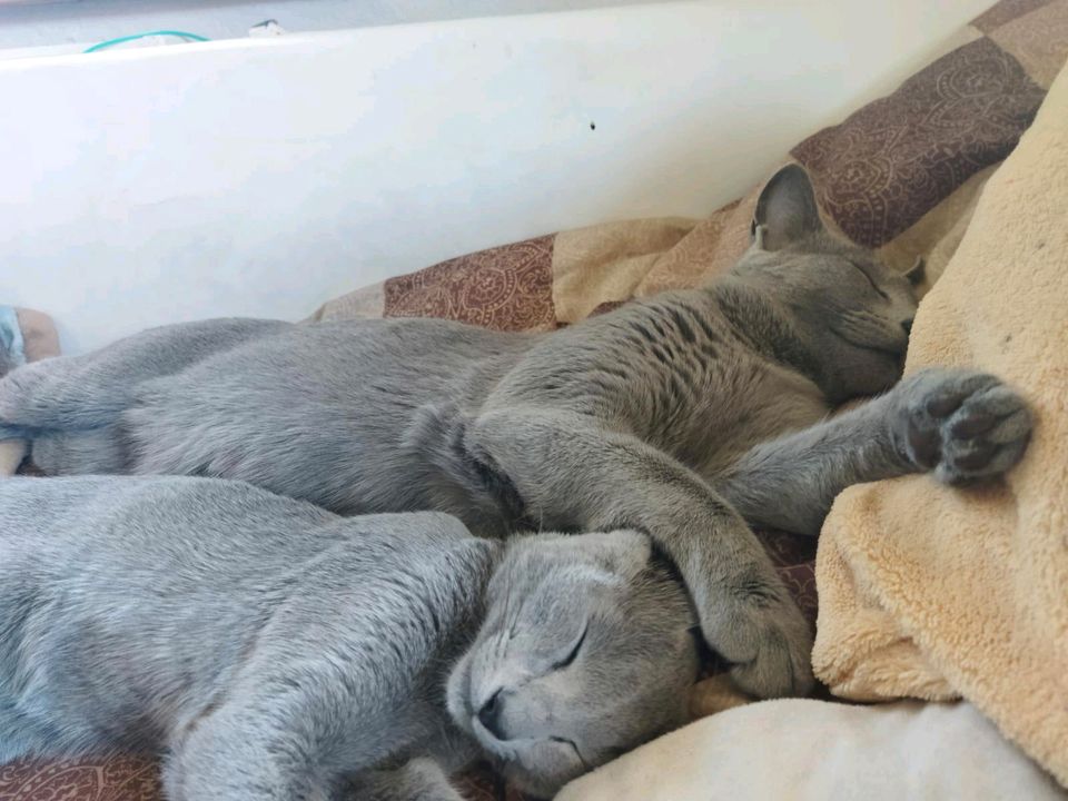 Russisch Blau Katze in Kißlegg