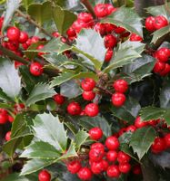 Palme Stechpalme Ilex aquifolium winterhart immergrün um 100 cm Nordrhein-Westfalen - Niederkassel Vorschau