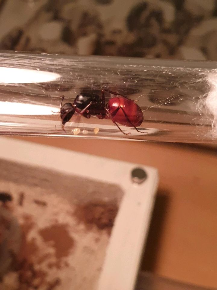 Camponotus ca02 Ameisen Königin in Herne
