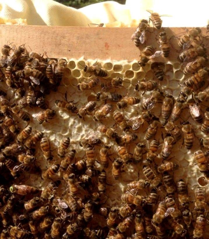 Bienen, Bienenvölker in Gettorf