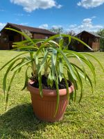 Agapanthus Schmucklilie blau Pflanze Bayern - Kallmünz Vorschau