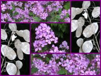 30 Samen Silberling*Mondviole*Lunaria*Lila Blüten*2jährig Niedersachsen - Bomlitz Vorschau