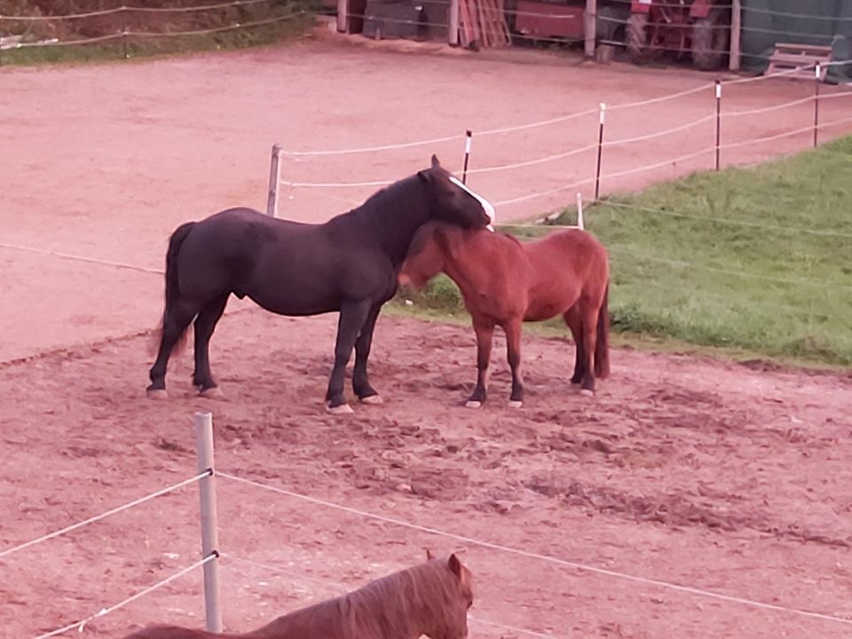 Schauer Bewegungsstall hat Platz für zwei Wallache ab August frei in Michelau i. OFr.