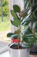 Gummibaum Robusta Ficus Zimmerpflanze ca. 80cm Nordrhein-Westfalen - Beckum Vorschau