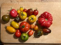 Tomatenpflanzen, samenfeste Sorten, 6er Sortiment 10€ Schleswig-Holstein - Hartenholm Vorschau