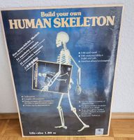 Human Skleton menschliche Skelett Bausatz Lifesize 180cm Neu Nordrhein-Westfalen - Recklinghausen Vorschau