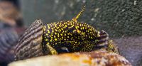 Tylomelania Yellow Spotted Schnecke Wuppertal - Vohwinkel Vorschau