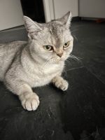 Bkh Katze  in der Farbe Silver schadet Nordrhein-Westfalen - Gladbeck Vorschau