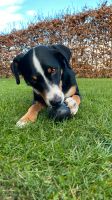 Hund Appenzeller Sennenhund sucht ein zu Hause Niedersachsen - Melle Vorschau