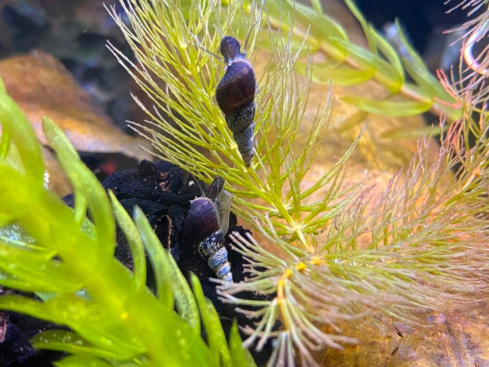 Schwarze Turmdeckelschnecke (10Stk.) - Melanoides maculata in Bernburg (Saale)