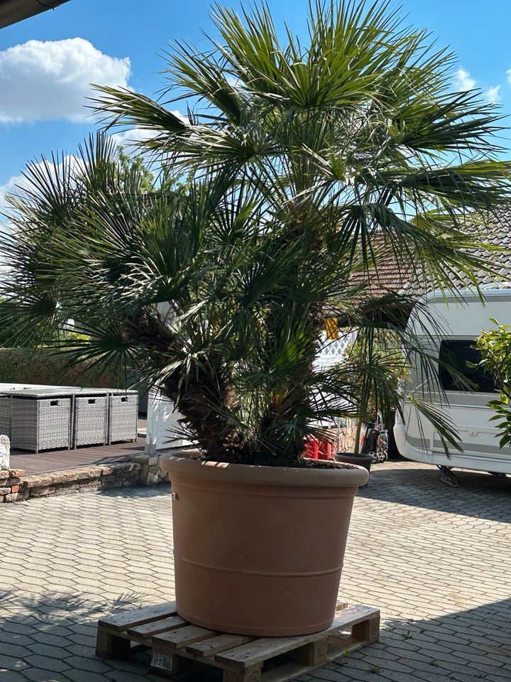 Große Palme ca 3,5 mtr in Straubing
