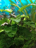 Aquarium Anubia (2x vorhanden) Nordrhein-Westfalen - Leverkusen Vorschau