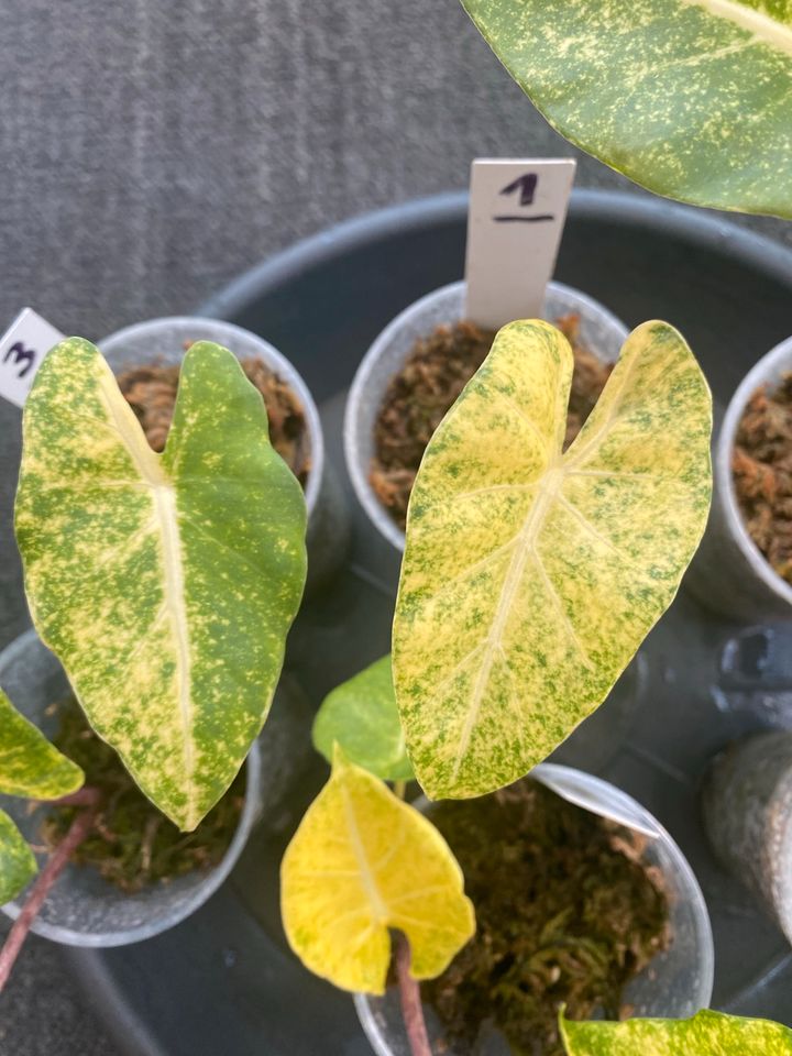 Alocasia New Guinea Gold yellow variegata aurea in Berlin